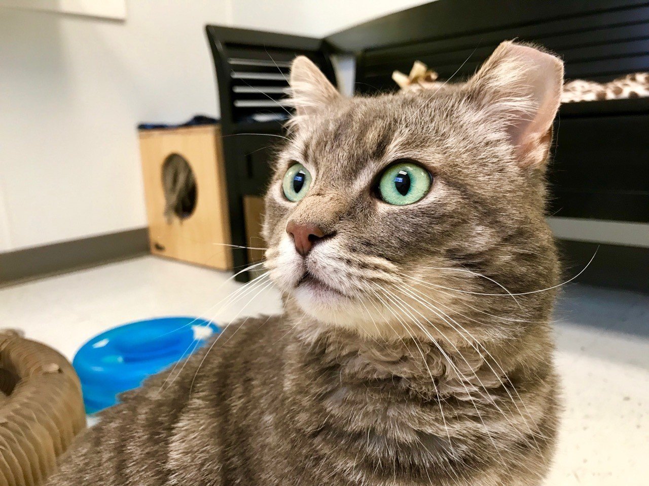 アメリカで猫に15ヶ所噛まれるってこんな感じ Ray Of Sun Shine Note