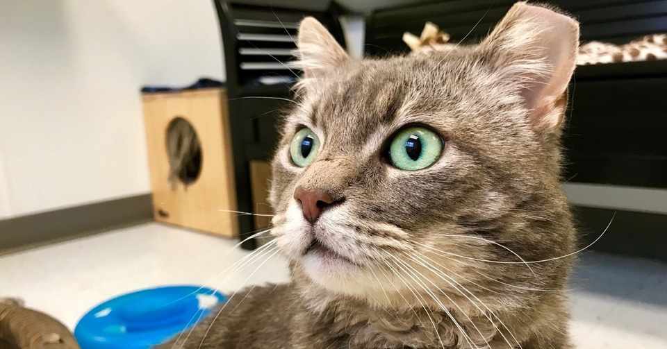 アメリカで猫に15ヶ所噛まれるってこんな感じ Ray Of Sun Shine Note