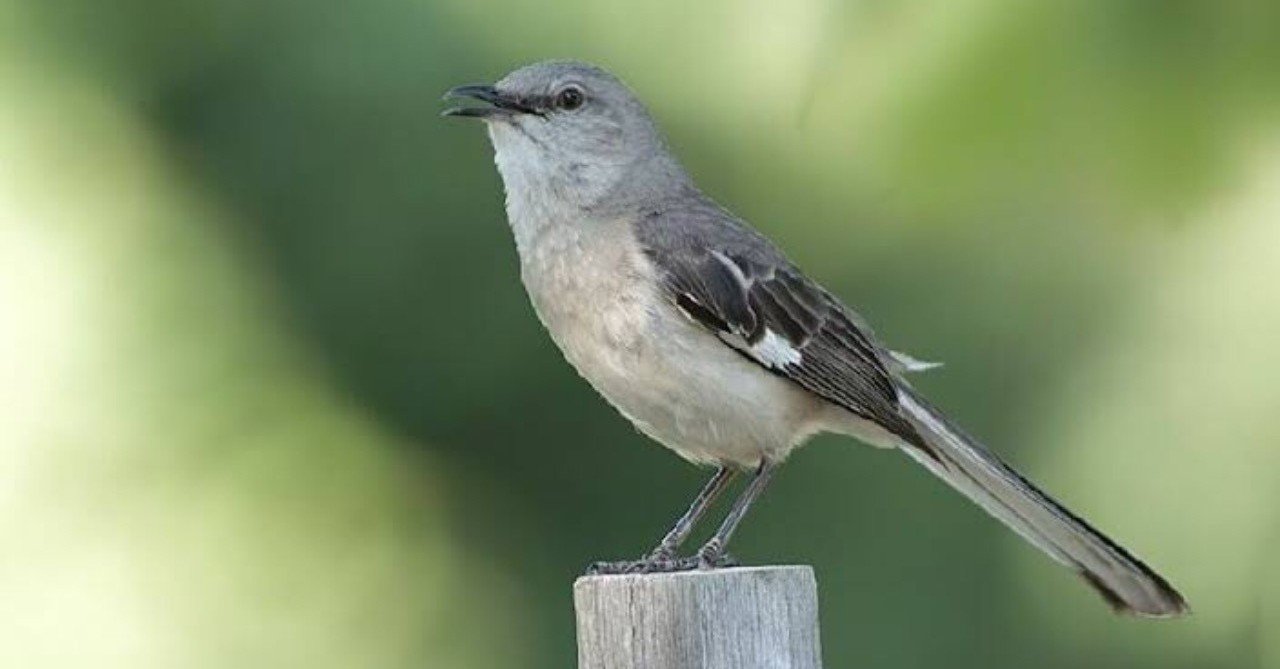 第161回 野鳥と洋楽 2 翆野 大地 Note