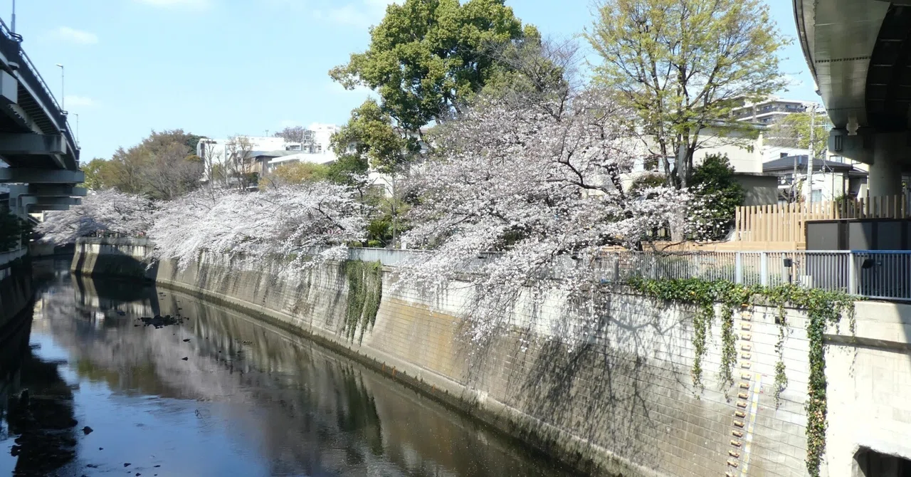 【神田川 文京区】都心の川に2つの姿、四季の自然と高速の陰 ( #水辺ウォーク )|水辺ナビ