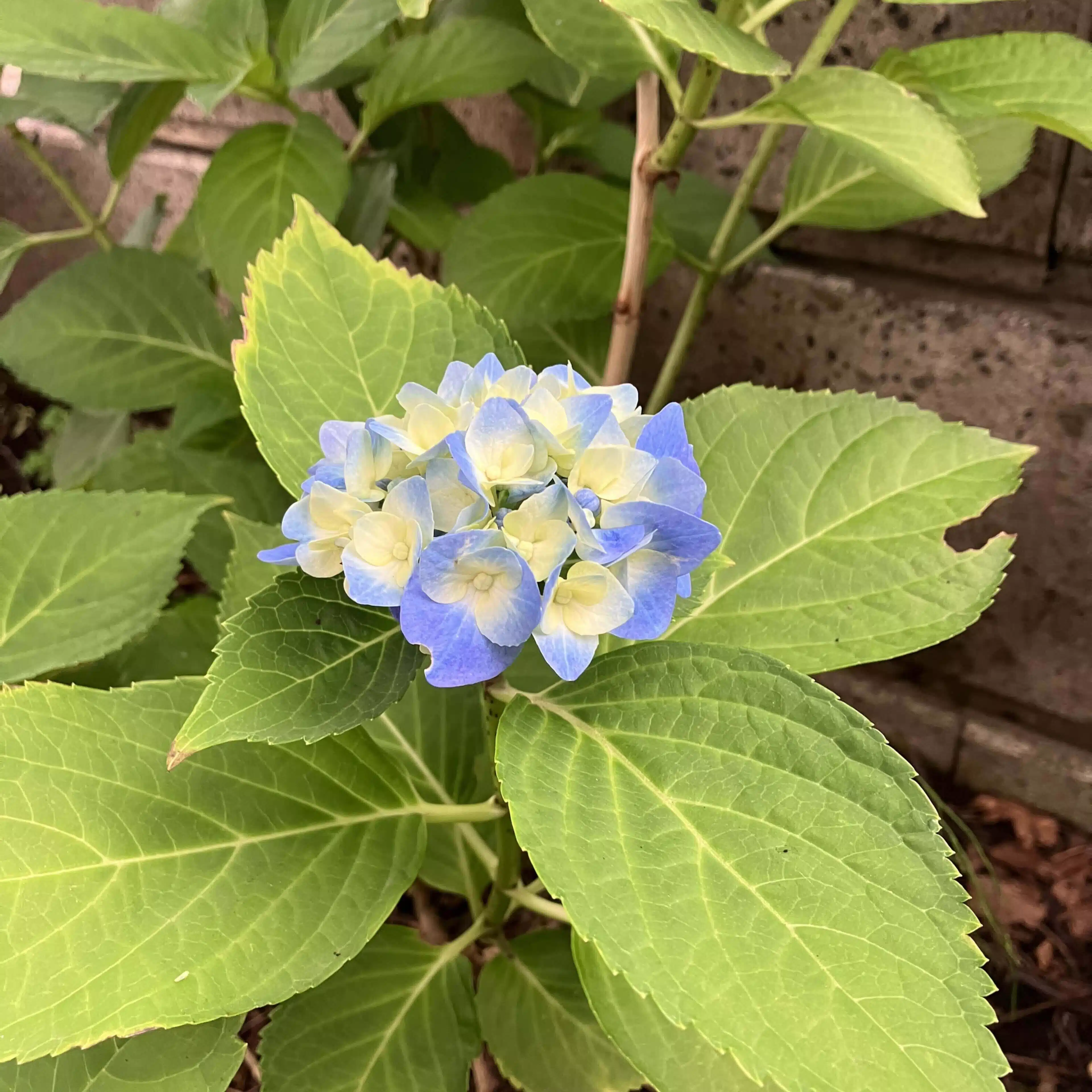 荒野みちを