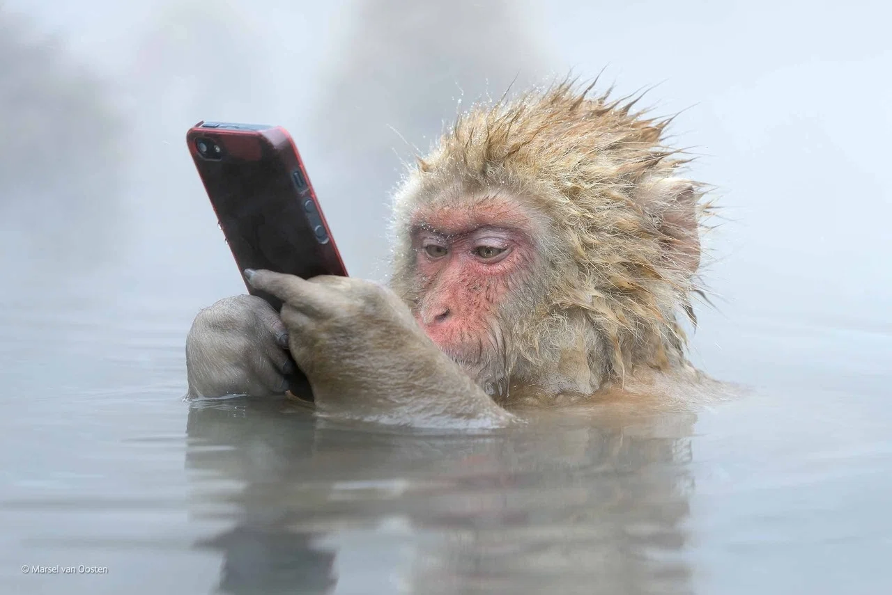 ニホンザルが温泉に浸かっている姿はほっこりしてる場合じゃなかった