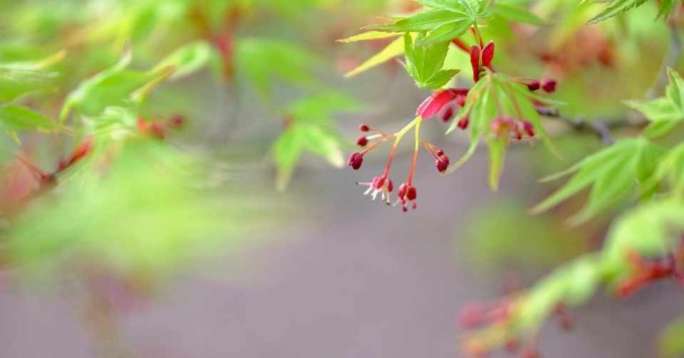 美しく咲く 春のイロハモミジ Hhaannaaiihh Note
