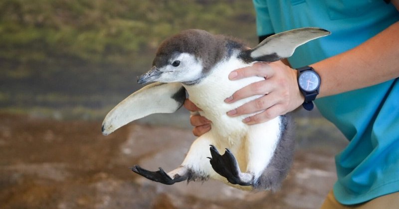 レポ#49 しながわ水族館(しなペン雛2023)