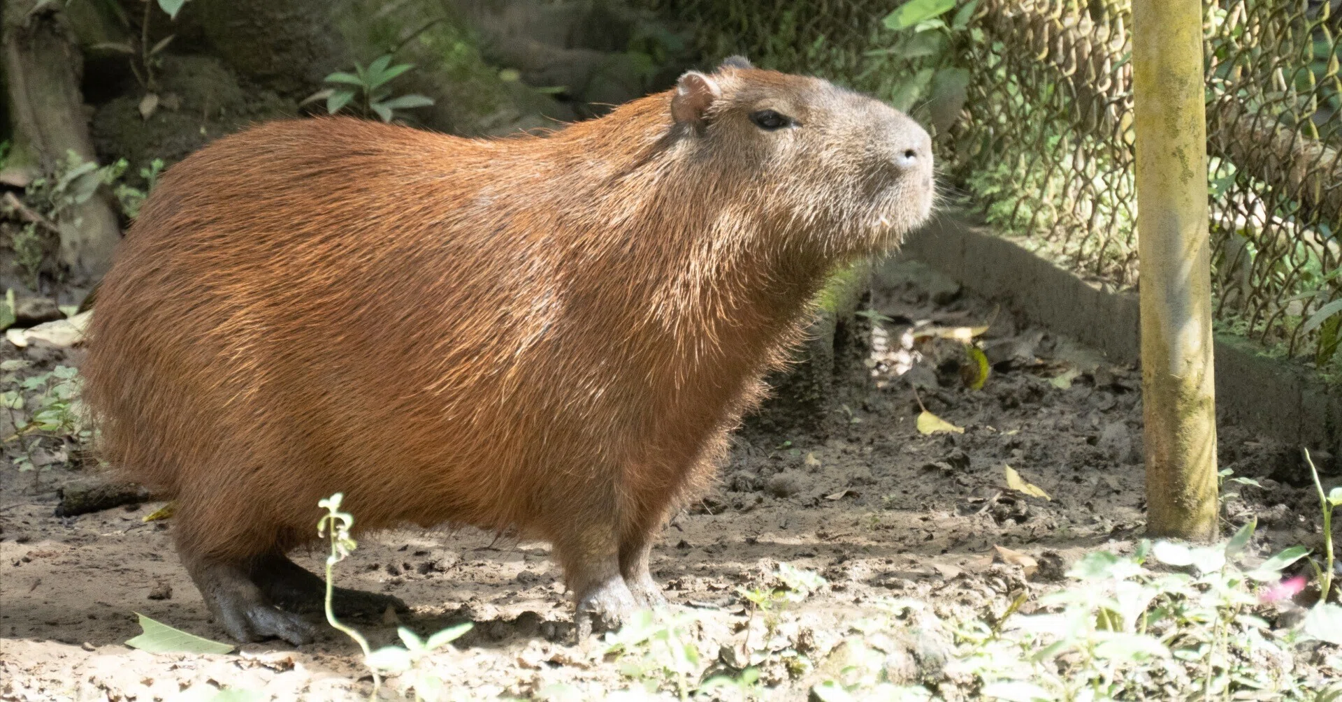 パナマでは“カピバラ”は『グランデニェケ』⁈🇵🇦｜カピゴン松島