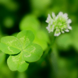 よつ葉(よつは)🍀雑草魂なカウンセラー