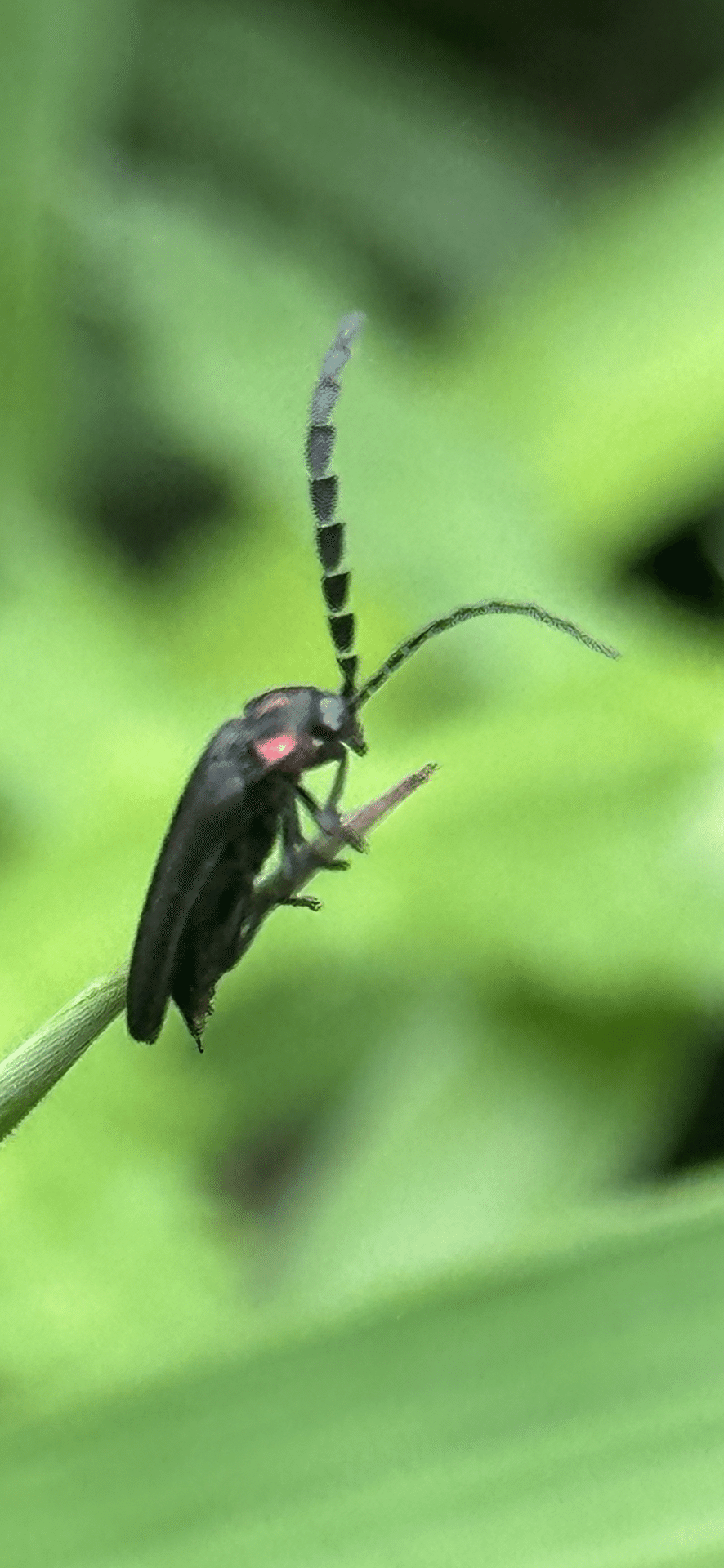 姥蛍｜EGGSEED