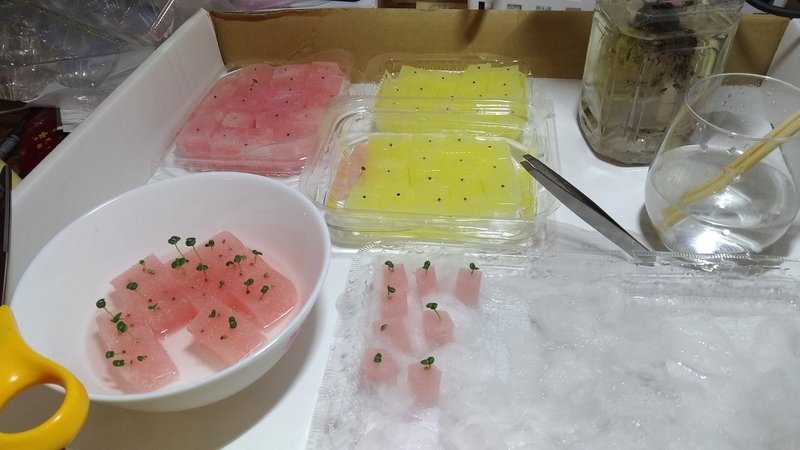 水耕栽培 2週目 にんのひと Note