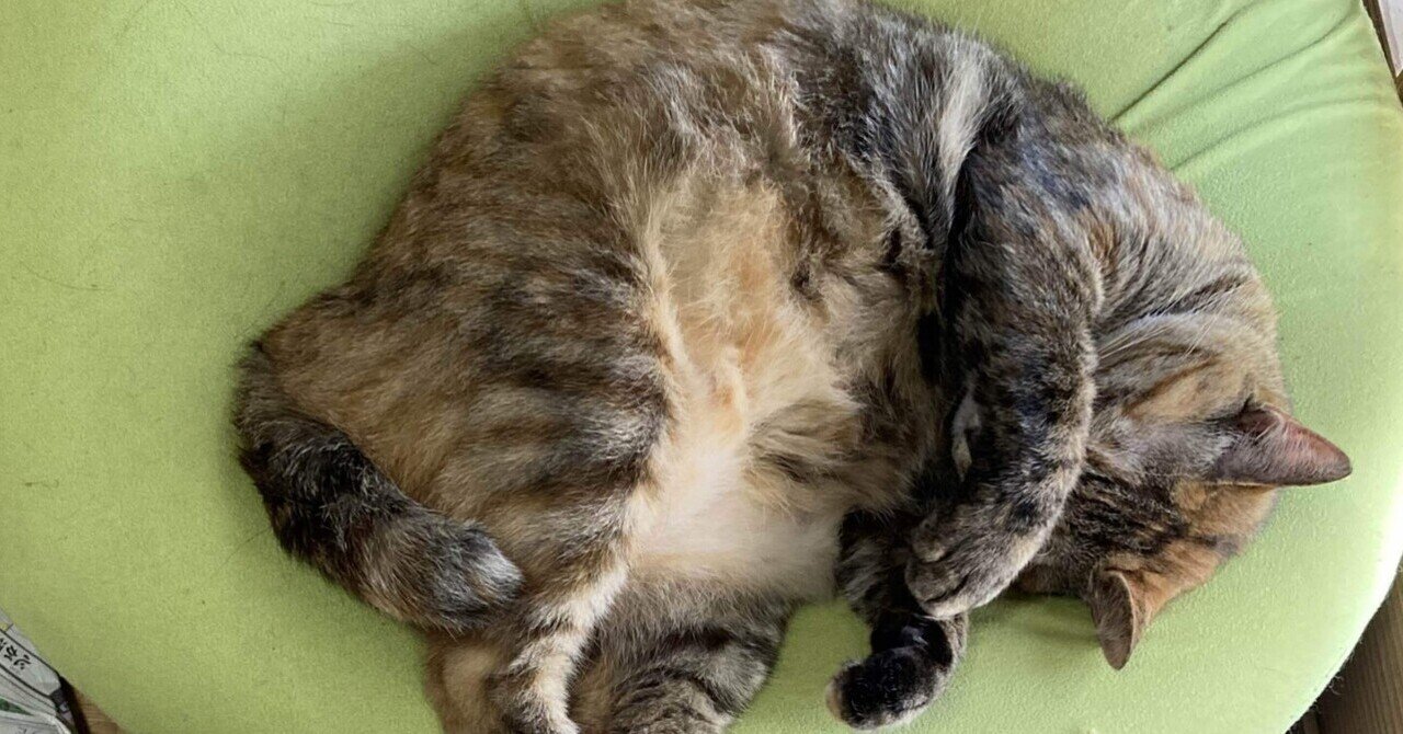 窓辺の猫」⑩猫の毛質の違い｜猫様とごはん