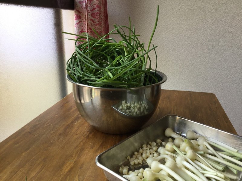 野草食日記 30 ノビルは下ごしらえが大変 なな艸 Note 野草食日記 30 ノビルは下ごしらえが大変 なな艸 Note