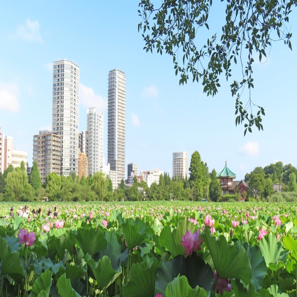 上野不忍池、満開の蓮｜花と日々 yas