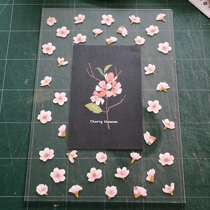 Cherry Blossoms 桜の花 額装の雑誌 アンカードラー Note Cherry Blossoms 桜の花 額装の雑誌 アンカードラー Note
