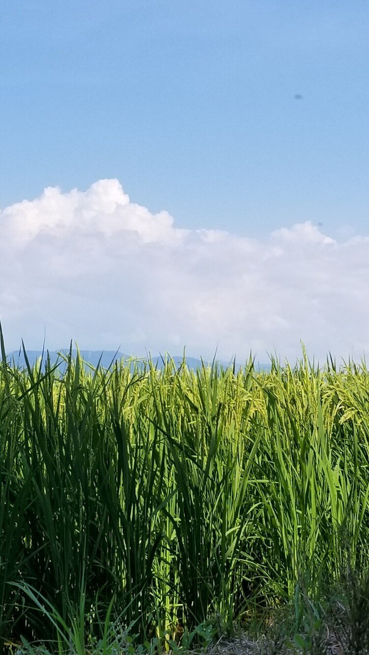 氣がつけば  みどり も みずほ