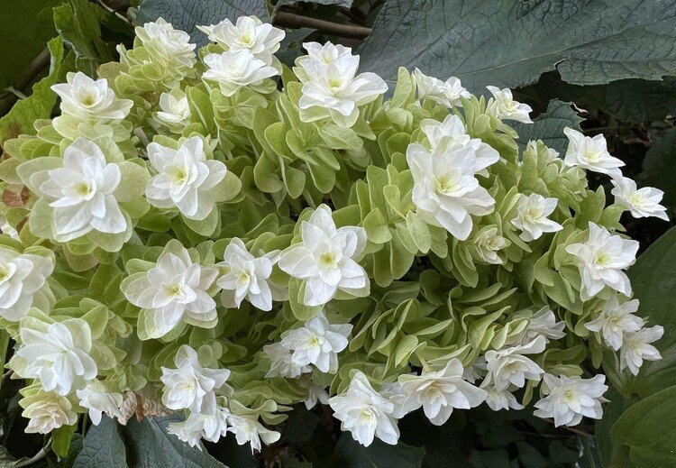 菊吾郎の家の柏葉紫陽花。純白の花は、枯れずに、美しい緑色に変化していく。花弁が重なっているので、一瞬、目のピントが合わなくなったように感じる。