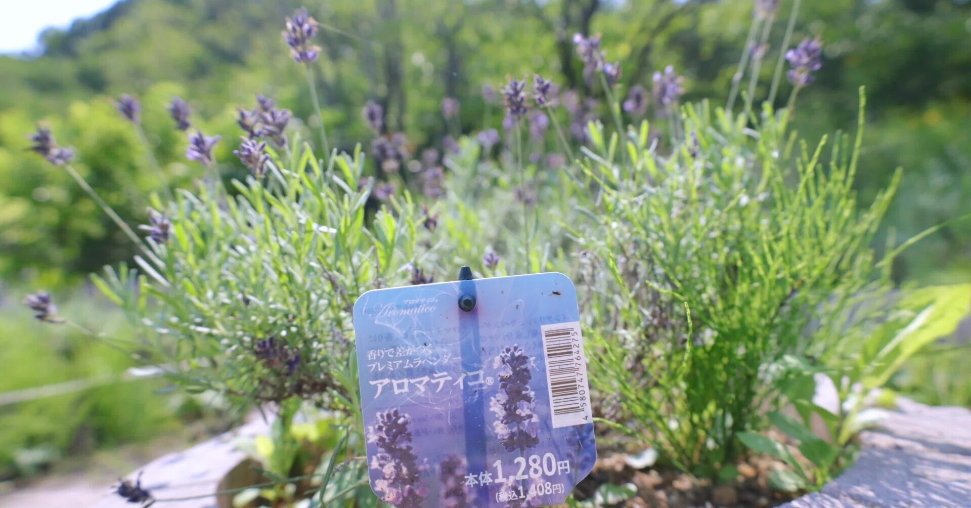 蒸留日記vol.77】最先端ラベンダー品種'Aromatico'を蒸留する
