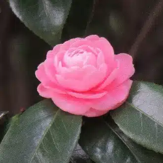 そおっと生きる