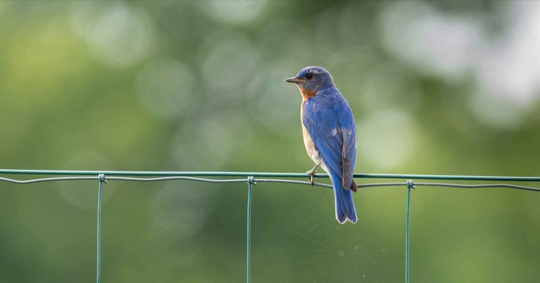 青い鳥 新緑の中静かに佇む青い鳥 きっと幸せが訪れるはず…🙏