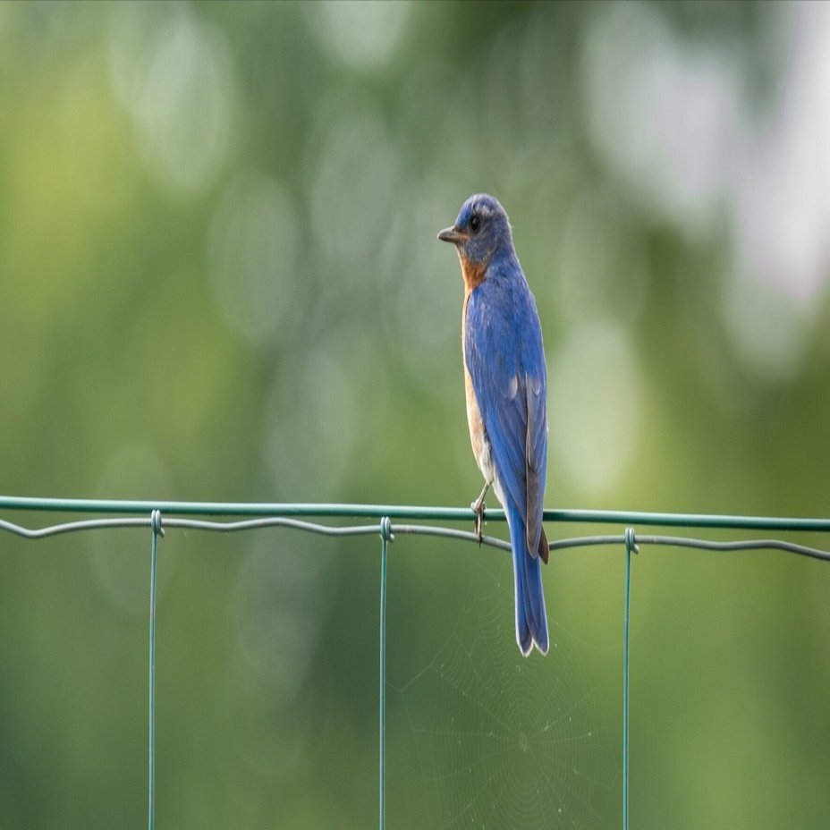 シカゴでバードウォッチング！】青い鳥｜ローリー