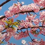 桜沢要