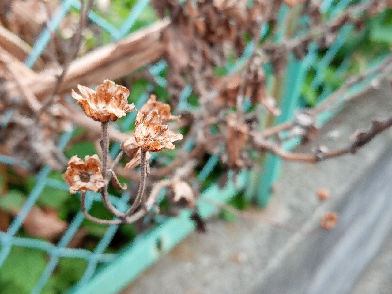 今日の植物 枯れてるの含む あぎ Note