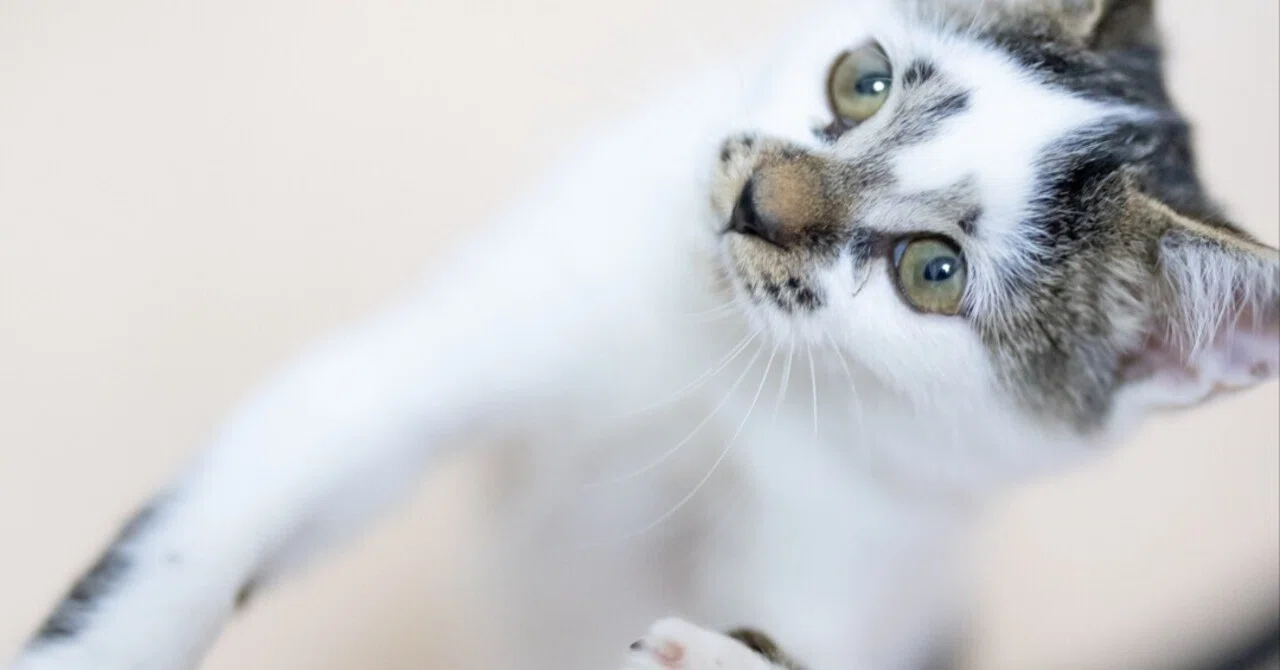 ザ・仔猫という性格のライアンくん|猫写真家 猫田晃広
