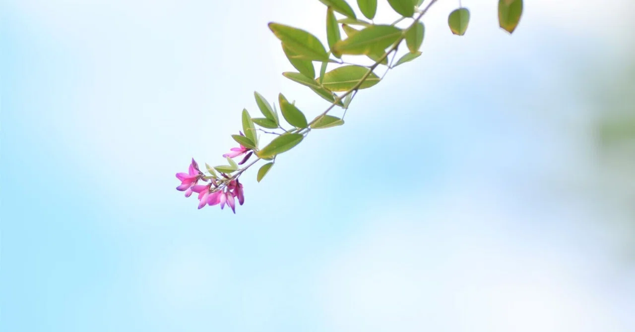 萩と荻の違いを和歌から考察してみる|もちまる/穏やかな生活