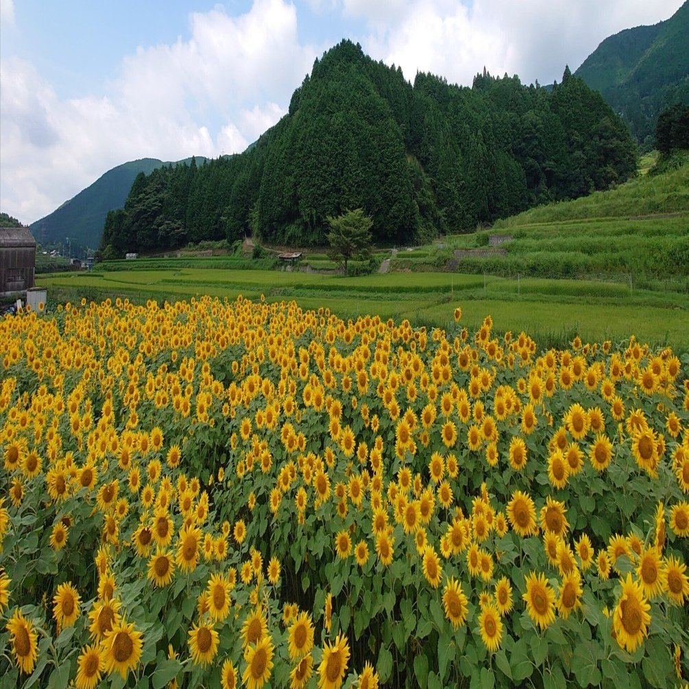 大阪府豊能郡 トヨノ部R423 FLOWER ROAD PROJECT2022年8月8日, 2021年8