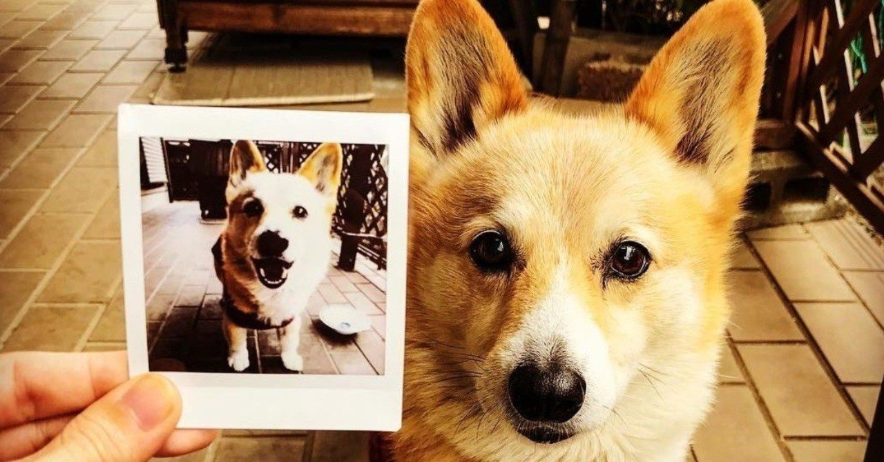 手軽なインスタ映えをしたいならチェキでフォトインフォト Hitokoma Note