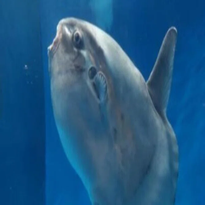 マンボウはふぐの仲間ってホント？【前編】｜フグー太くんの冒険