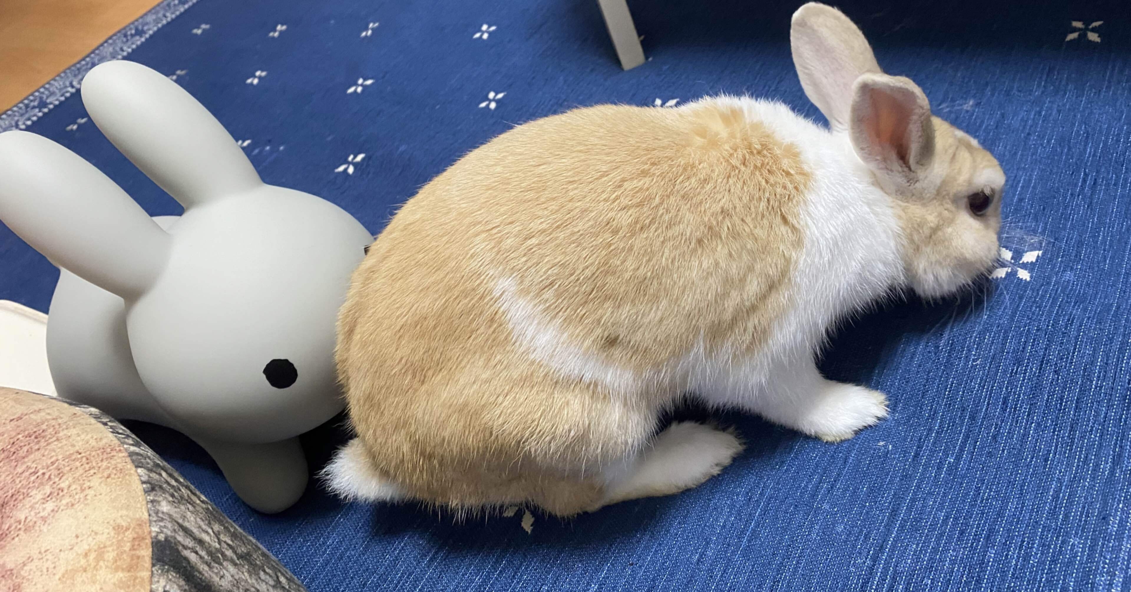 これはうさぎさんとうさケツようび🐇｜あーーの