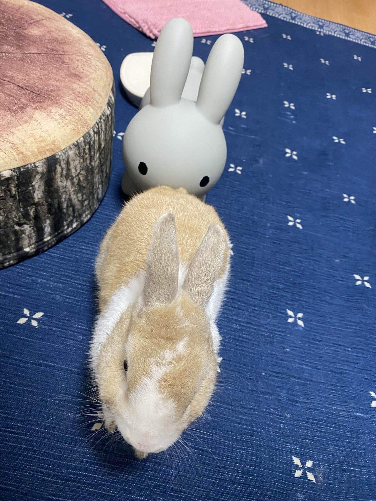 これはうさぎさんとうさケツようび🐇｜あーーの