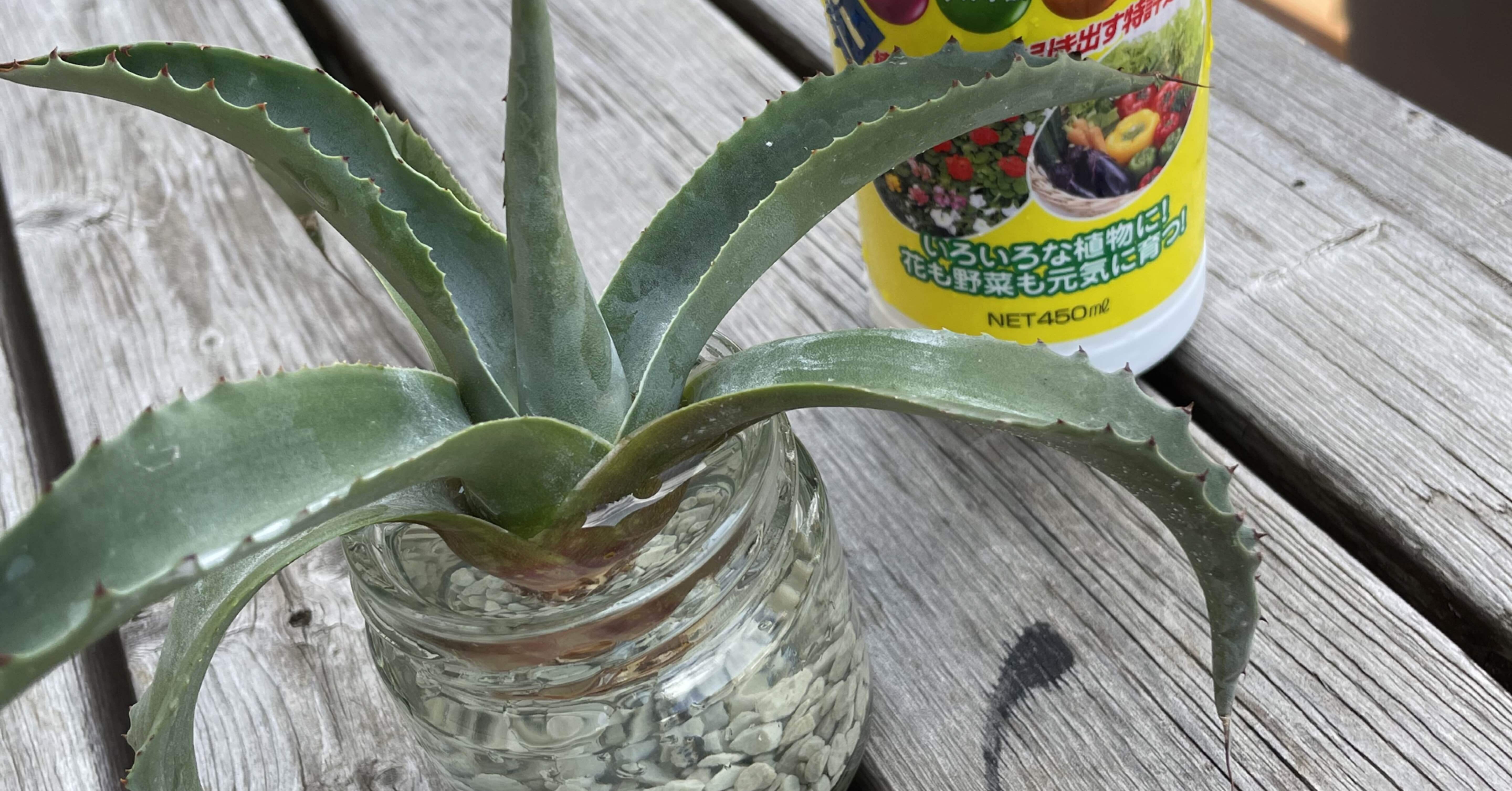 オバティフォリアを発根させる｜トミヒロ