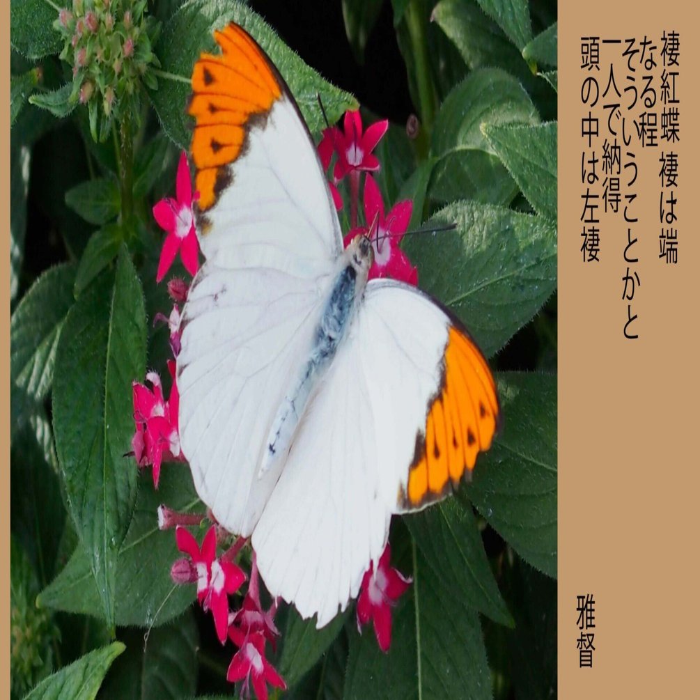 カメラを愉しむ 褄紅蝶 褄は端 なる程 そういうことかと一人で納得 頭