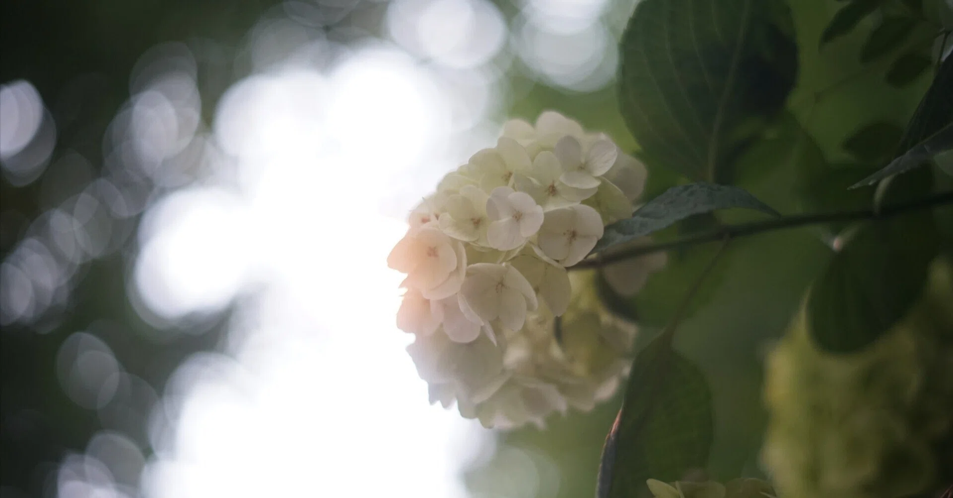 MINOLTA MC ROKKOR-PF 55mm F1.7 作例紹介｜たぬきっつぁん