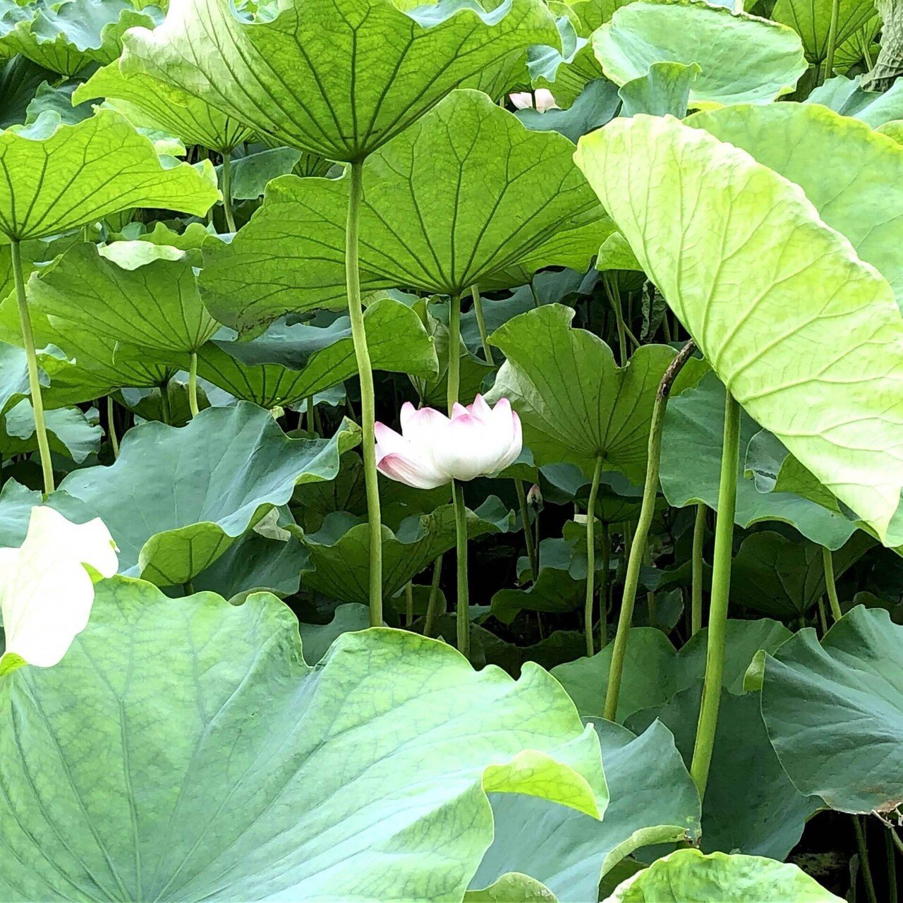 泥の中で咲く花|te to tuti かなこ | 星読みクリエイター 泥の中で咲く花|te to tuti かなこ | 星読みクリエイター