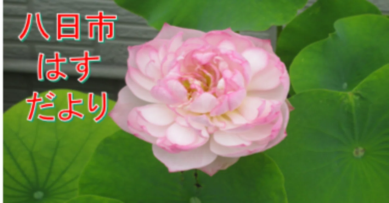 八日市はすだより（1:7/23）｜八日市地域づくりの会