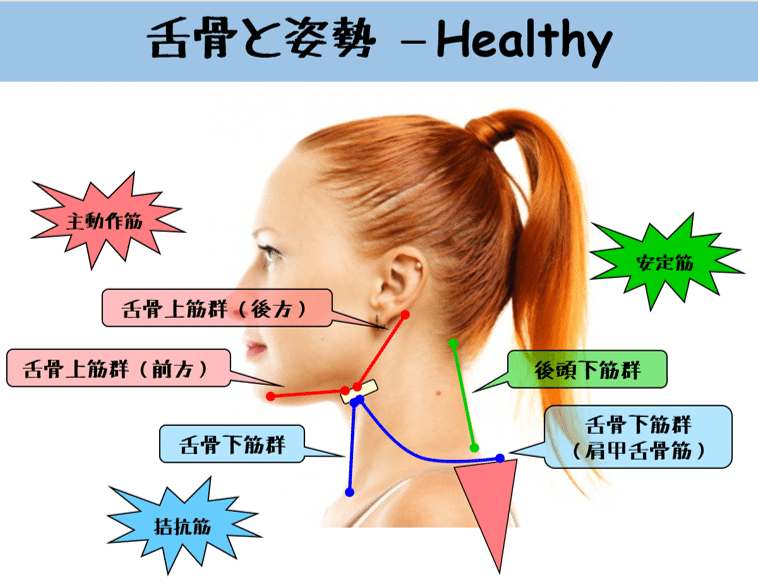 姿勢制御 嚥下機能 舌骨と姿勢 はらかずみ Note