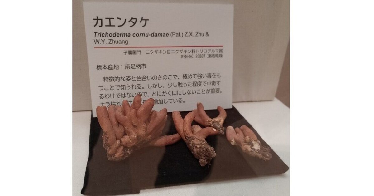 きのこたずねて入生田 箱根手前の博物館 2/2｜りんどん