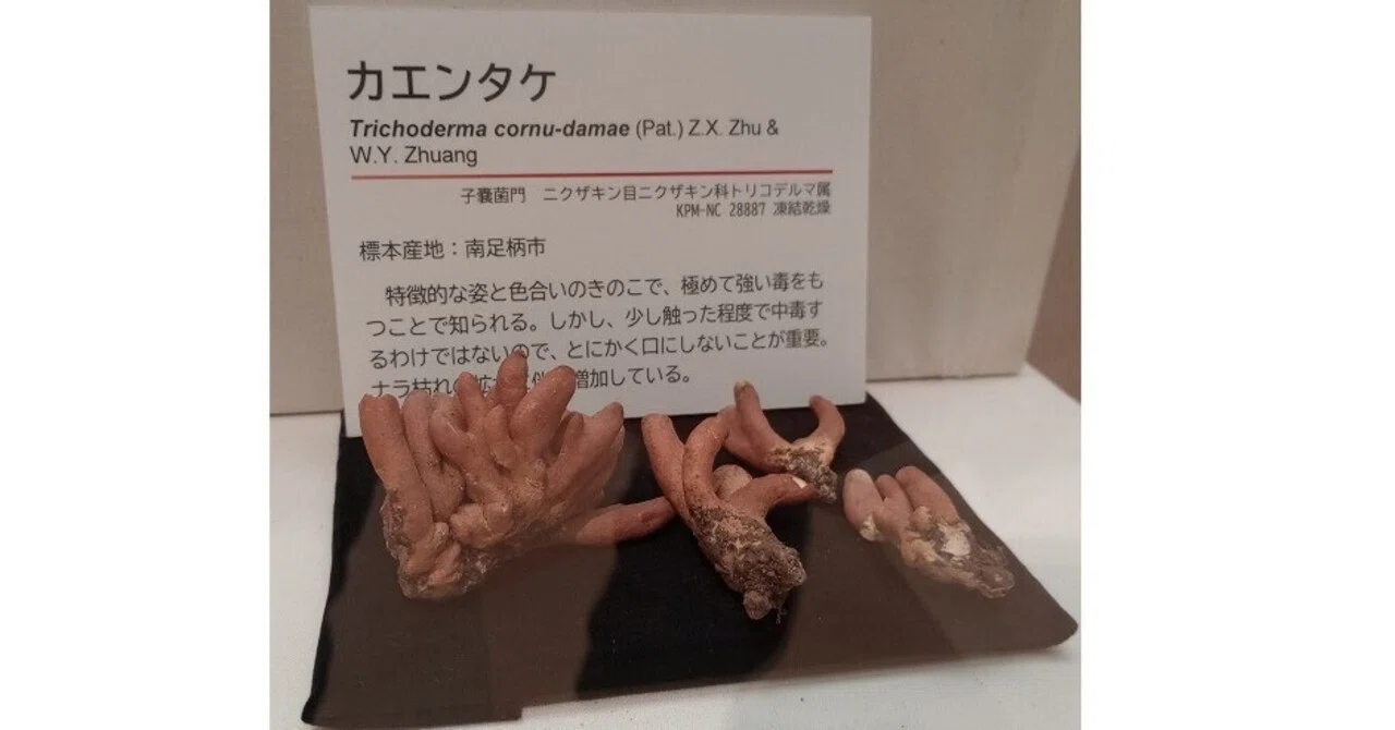のんです きのこたずねて入生田 箱根手前の博物館 2/2｜りんどん