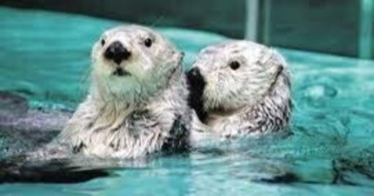 ラッコのセックスを知ってくれ｜ガトリングチワワ