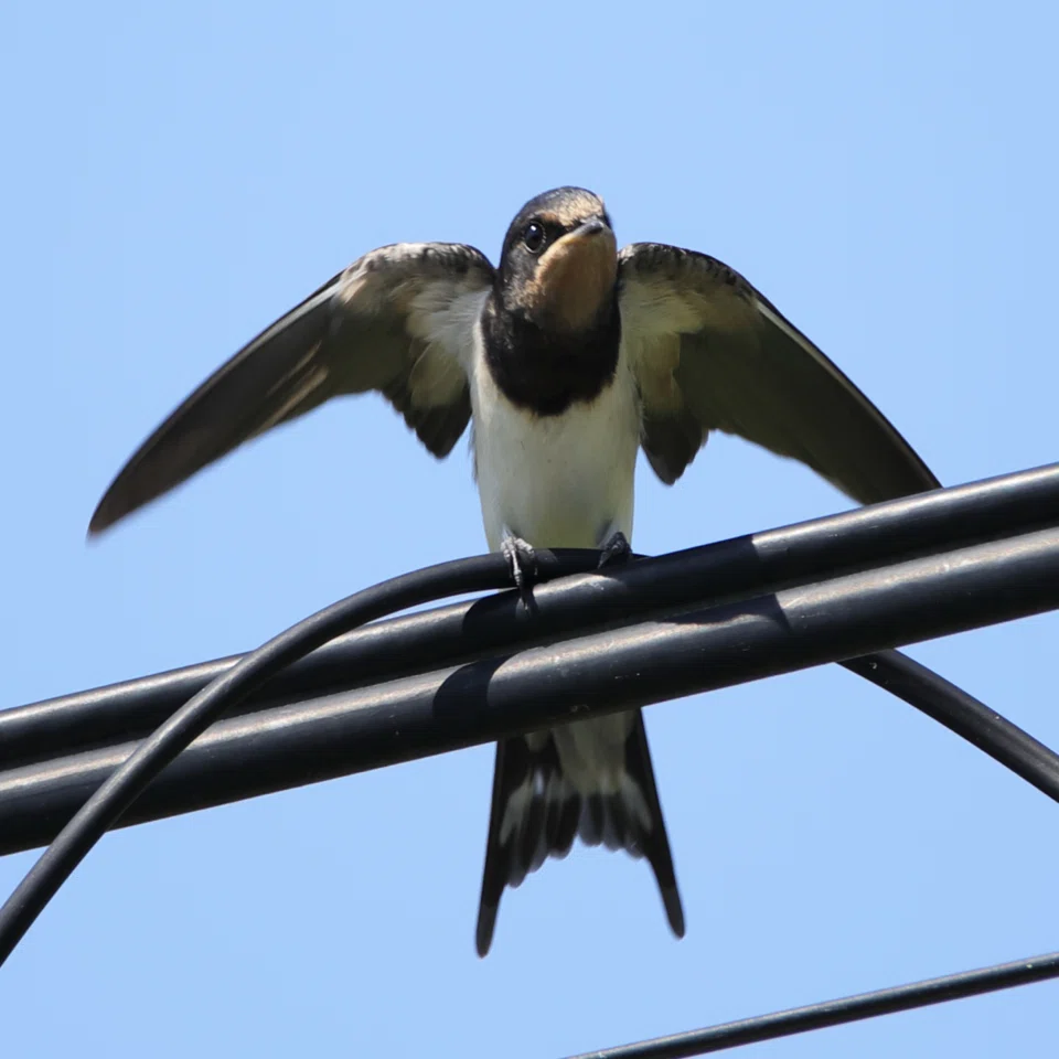 夏空を舞う野鳥 ツバメ｜くまごろう