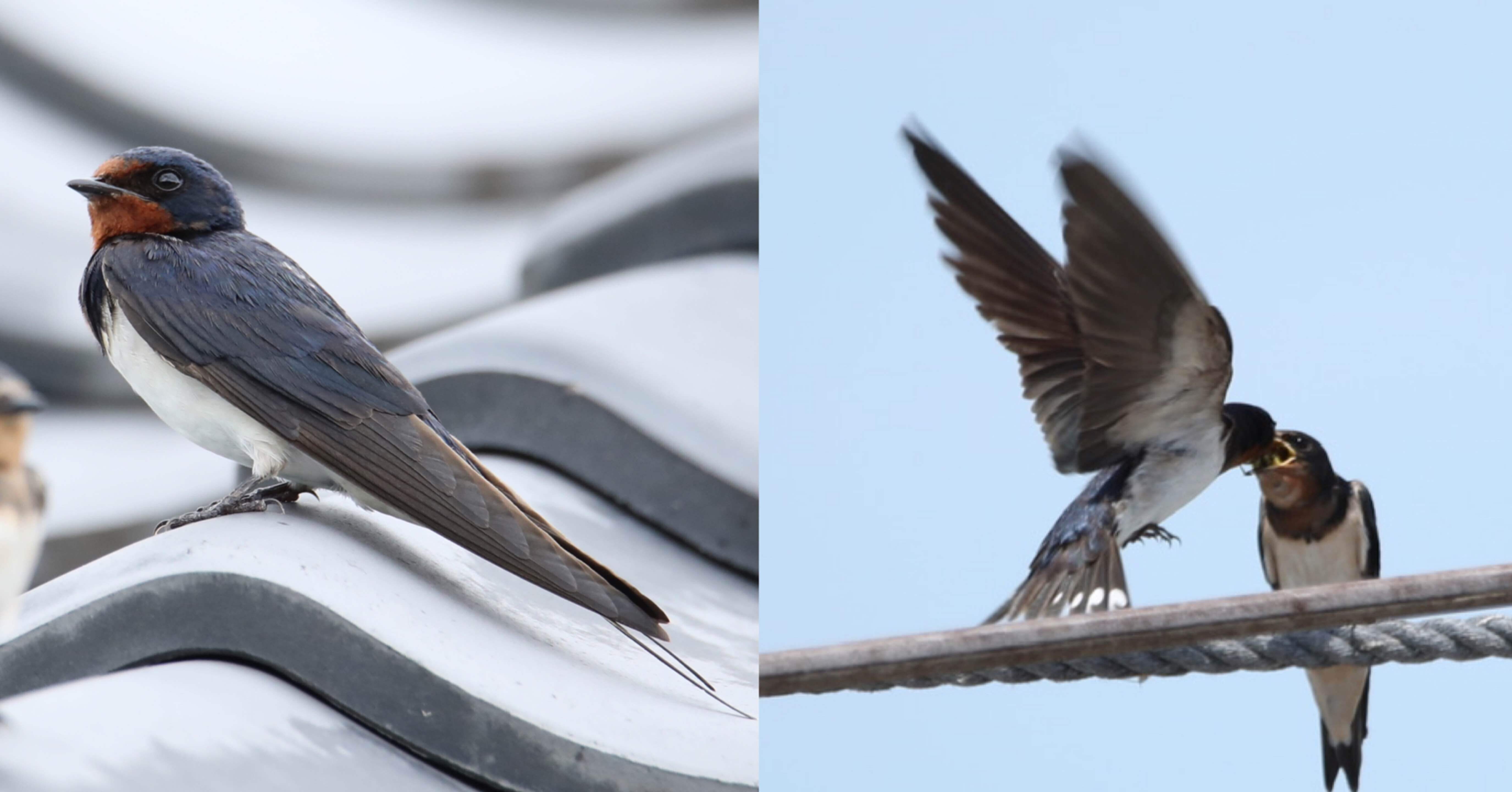 夏空を舞う野鳥 ツバメ|くまごろう 夏空を舞う野鳥 ツバメ|くまごろう