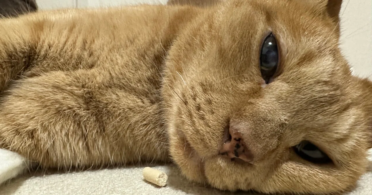 猫が迷子になったら先ずする事9選｜迷子猫探偵