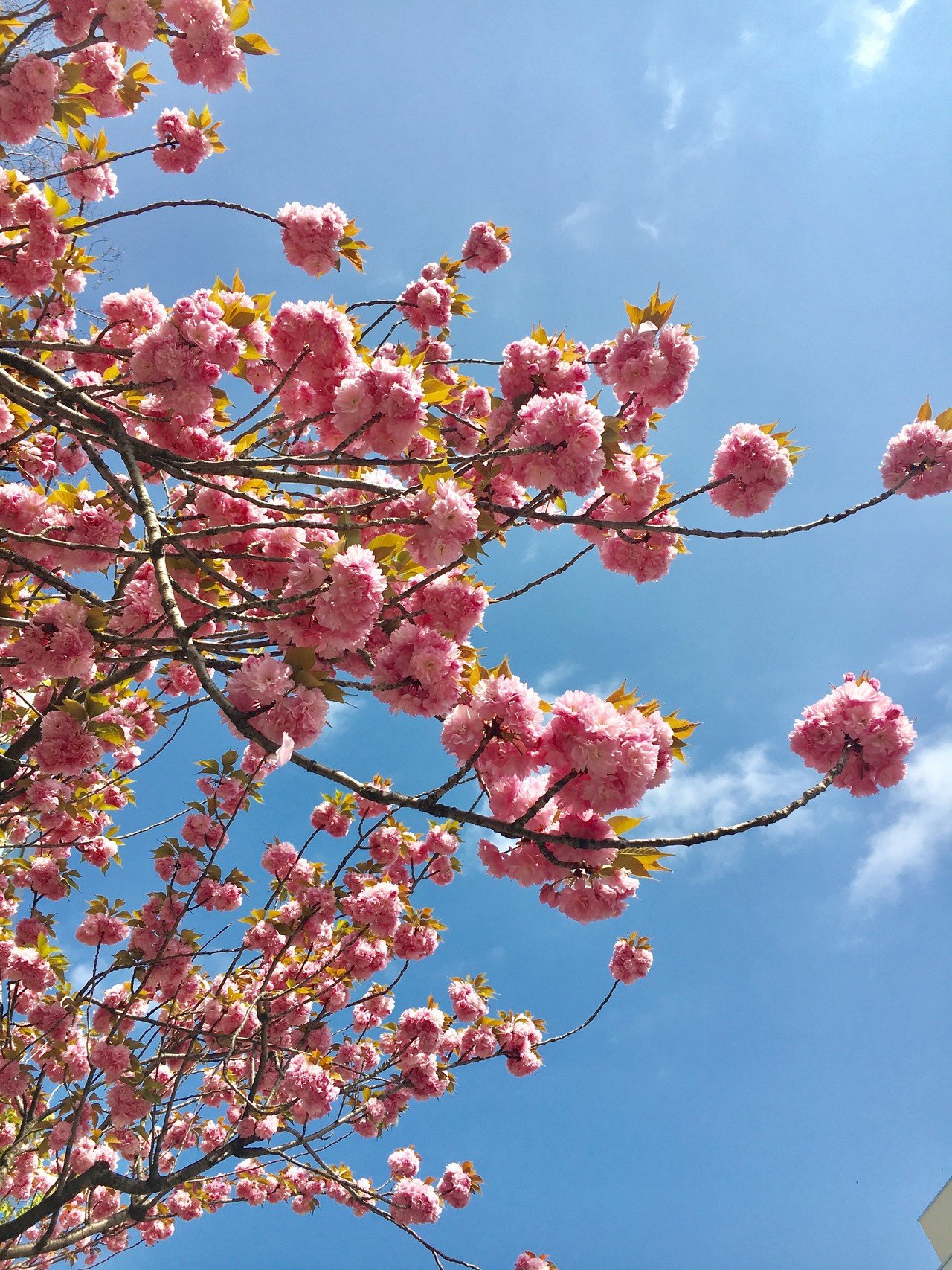 気づいたんだけど 桜よりこの花の方が可愛い しかし この花の名前がわからないからどうすりゃいいんだ 梅 あこ Note 気づいたんだけど 桜よりこの花の方が可愛い しかし この花の名前がわからないからどうすりゃいいんだ 梅 あこ Note