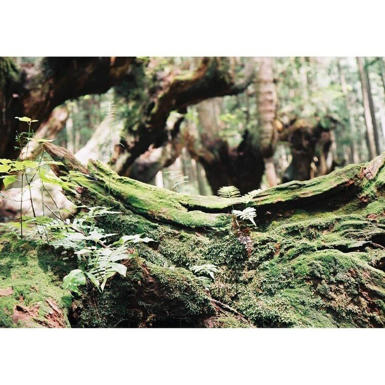 Canon Canonet QL17の撮影見本　その①　岐阜県関市板取の21世紀の森公園内の株杉の森。推定樹齢400～500年ともいわれ、特異な形状をした珍しい杉が群生しています。苔が美しいですね。