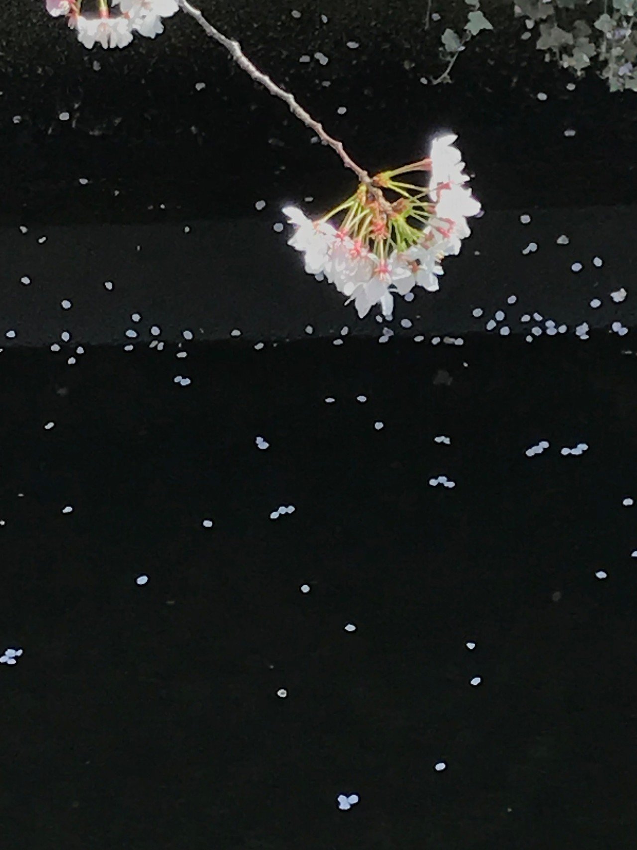 桜の花が散るとき 赤くしもやけた手指を かざされたような感じがしませんか 声もなくあふれこぼれる涙を 見てしまったように思いませんか 美しい って口に出すのが はばかられる気持ちになりませんか きむらしんいち Note