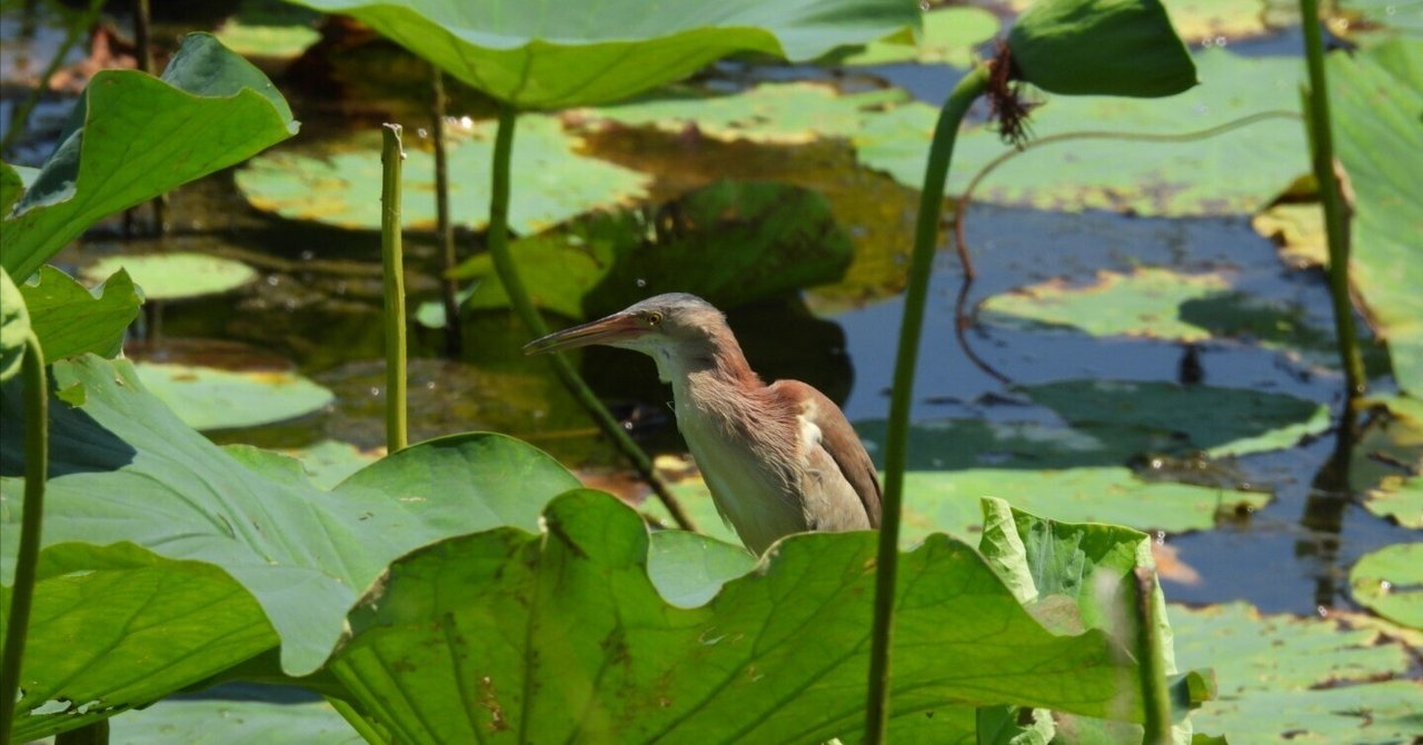 鳥見散歩＜N貯水池編＞2／2話 2023年7月 ヨシゴイ、撮れまし