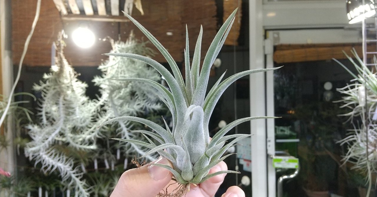 ティランジア　ゲレロエンシス　guerreroensis チランジア・ゲレーロエンシス T. guerreroensis （sp. Mexico