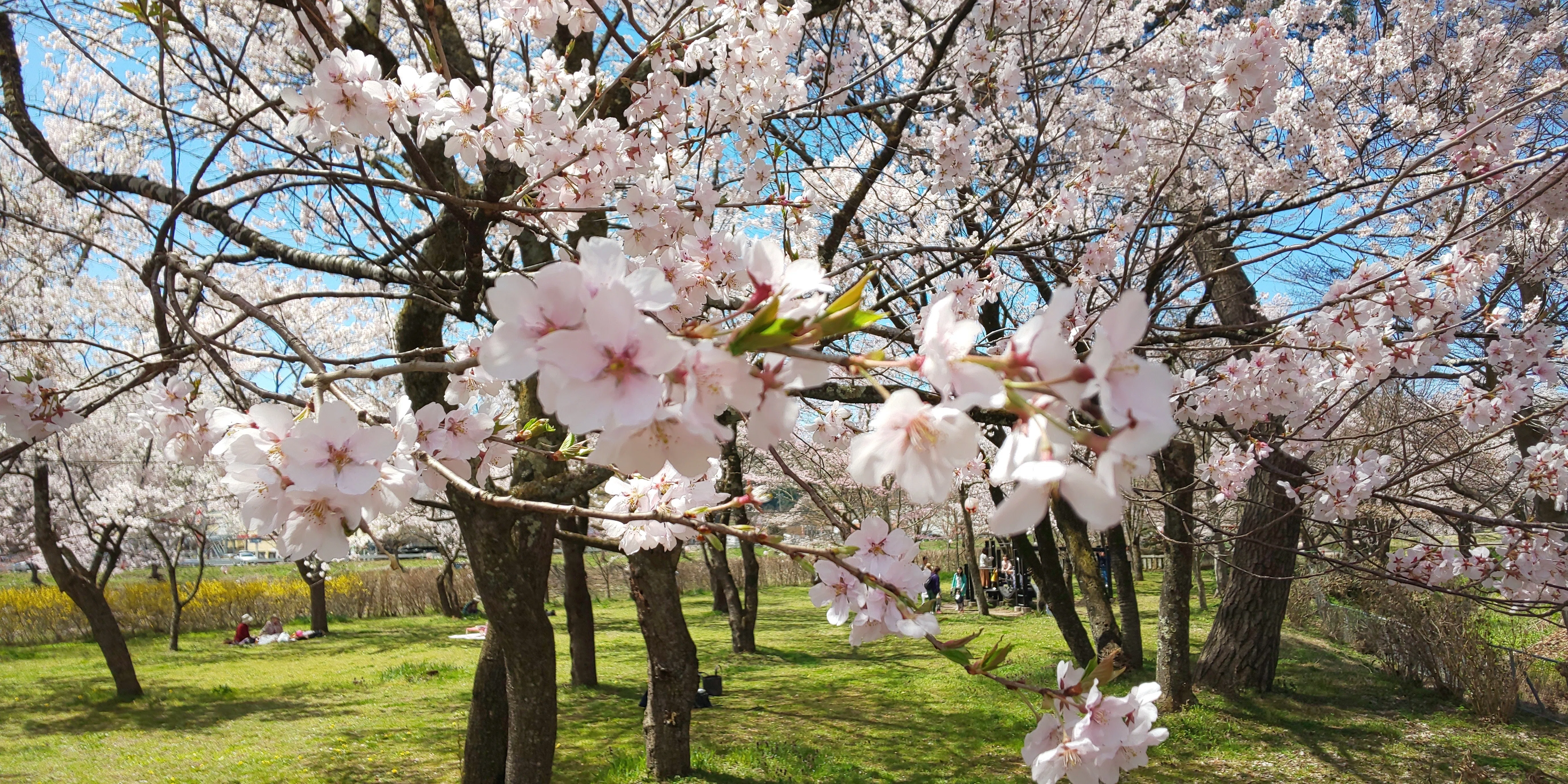 今日も良いお天気だったので、お花見を兼ねてお散歩へ。この陽気で公園