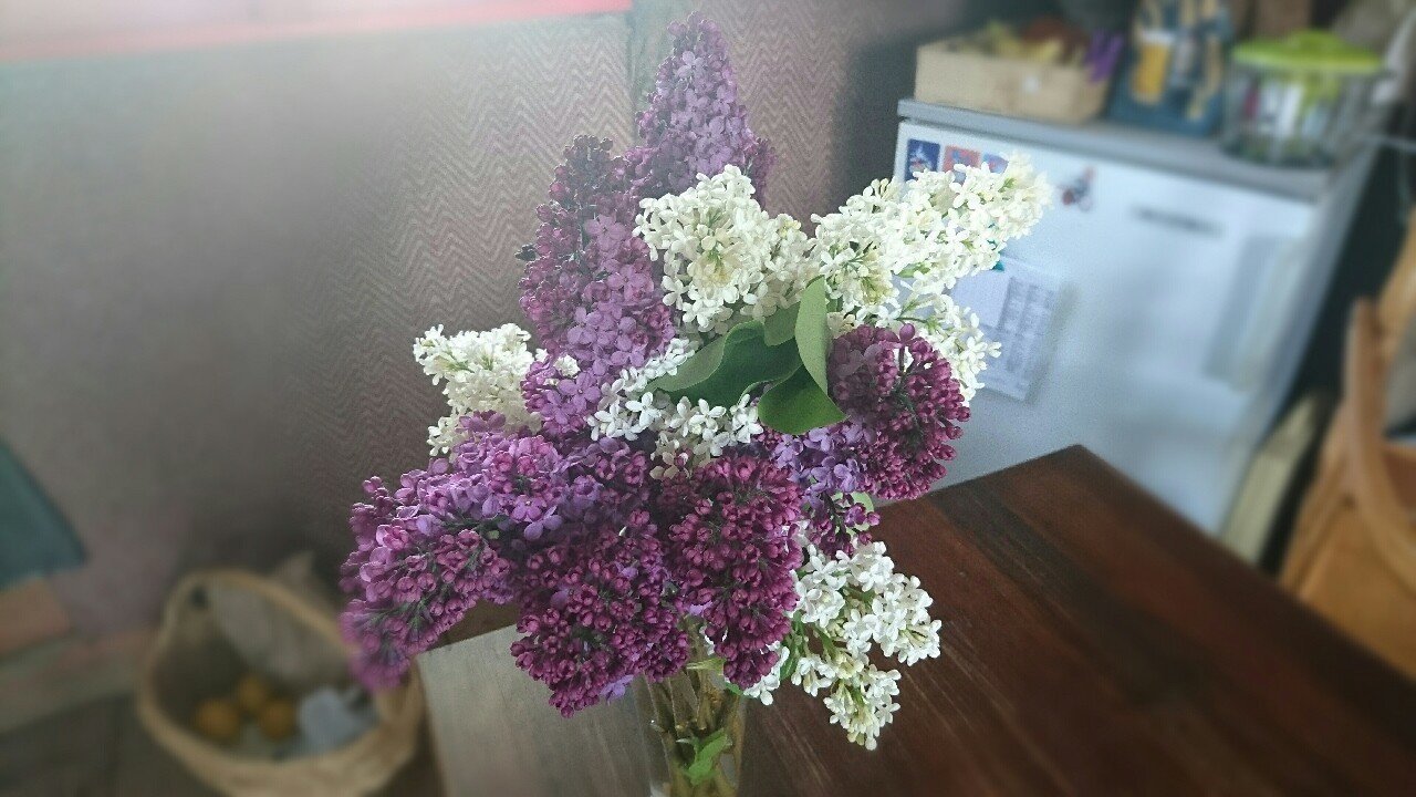 リラの花 ５枚の花びらの秘密 あさだ けいこ Note